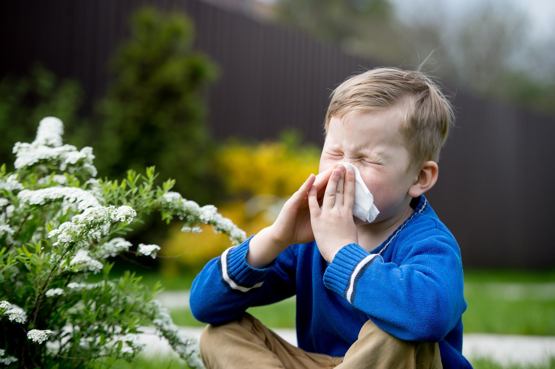 Young boy with allergies blows his nose with a tissue.